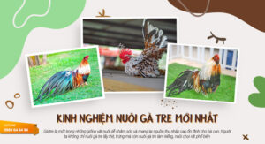 truc-tiep-da-ga-tre