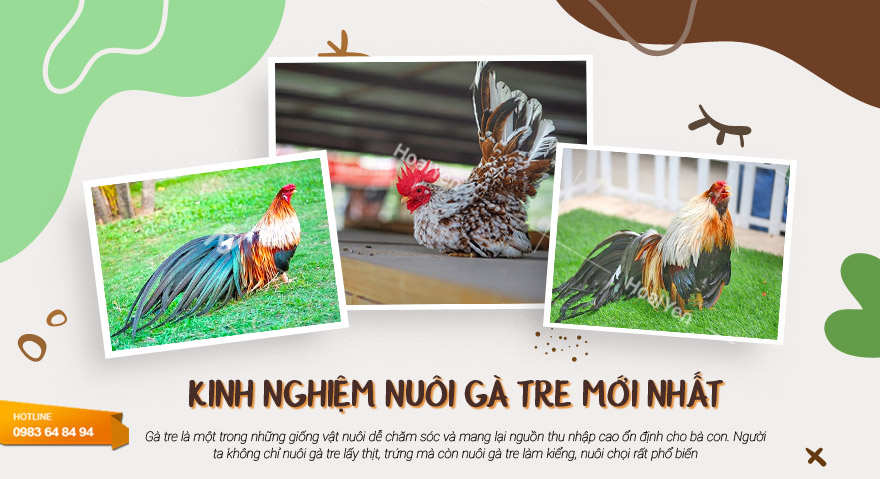 truc-tiep-da-ga-tre